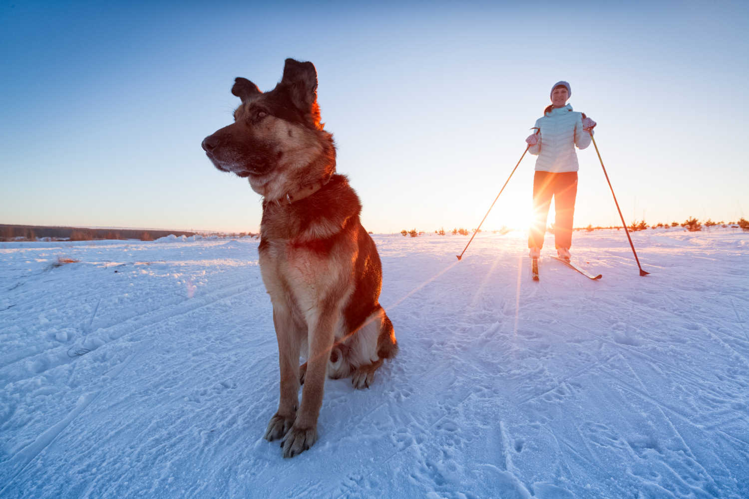 Best pet friendly hotels in Aspen