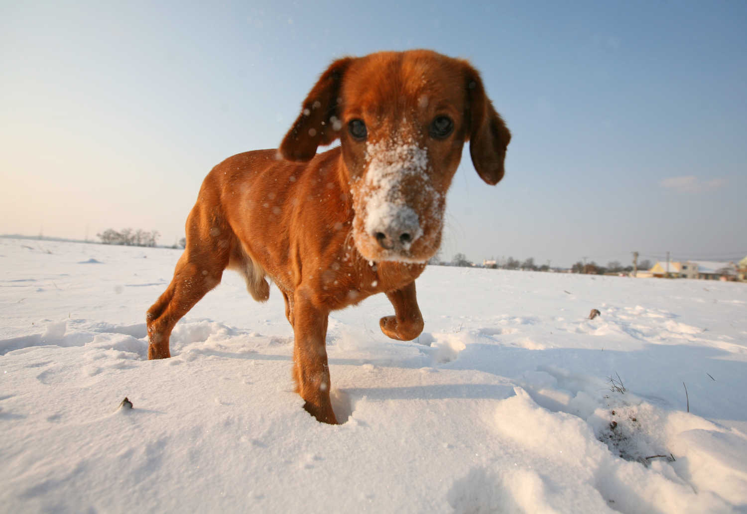 Pet friendly hotels