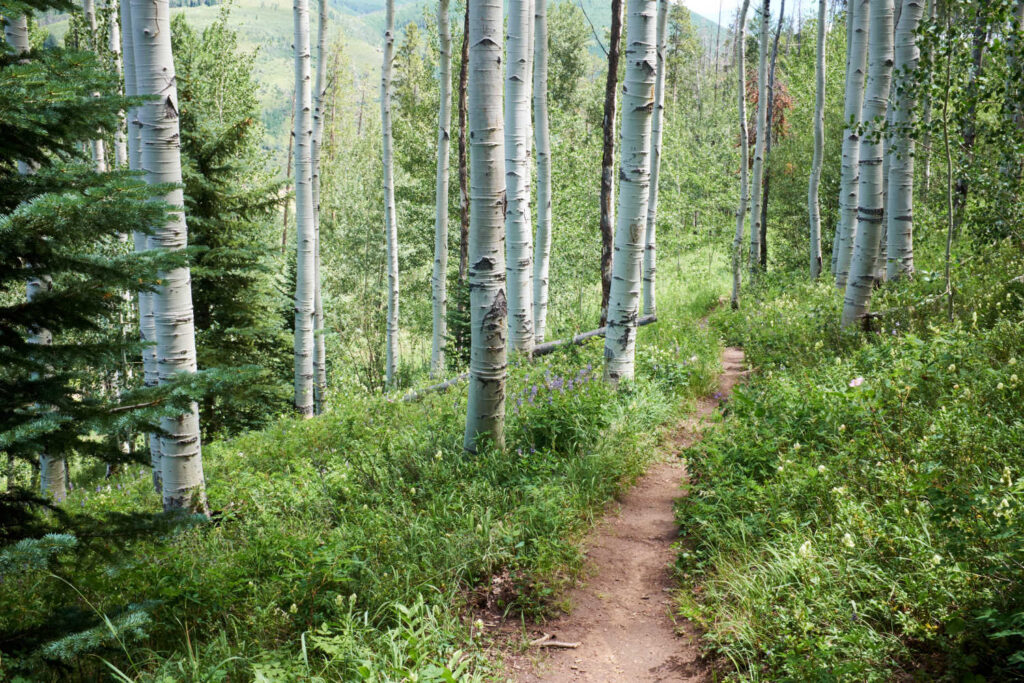 Summer in Colorado 